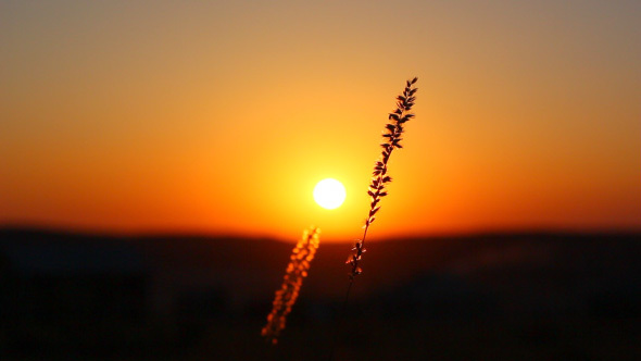 Sunset Over Wheat Field With Grass Silhouette