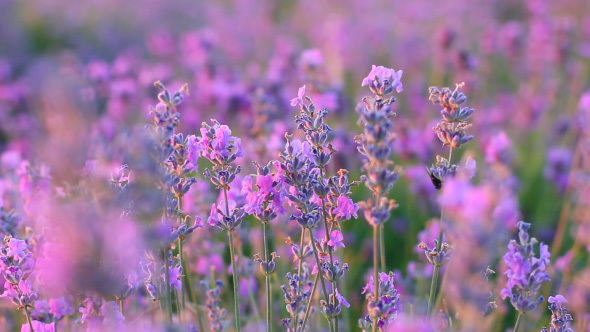 Beautiful Purple Lavender Flowers With Romantic Sunlight