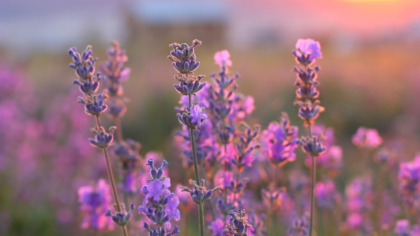 Beautiful Purple Lavender Flowers With Romantic Sunlight