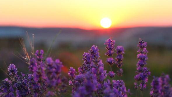 Beautiful Purple Lavender Flowers With Sunset Background