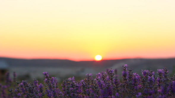 Beautiful Purple Lavender Flowers With Sunset Background