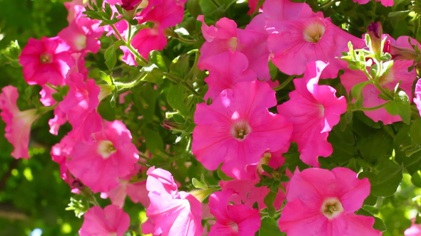 Beautiful Blooming Pink Petunia Flowers In The Garden