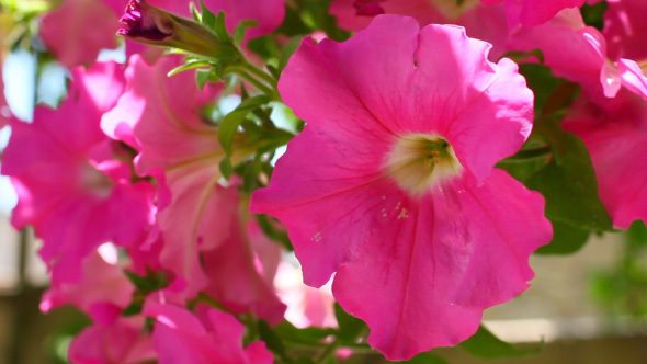 Beautiful Blooming Pink Petunia Flowers In The Garden