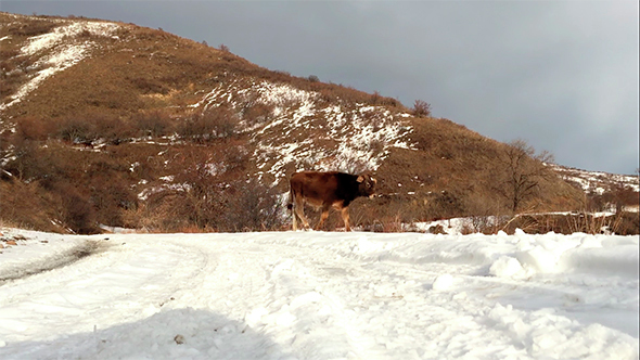 Cow Walking on Snow