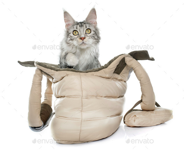 maine coon cat in bag