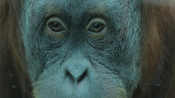 Thoughtful Look Monkey, Stock Footage | VideoHive