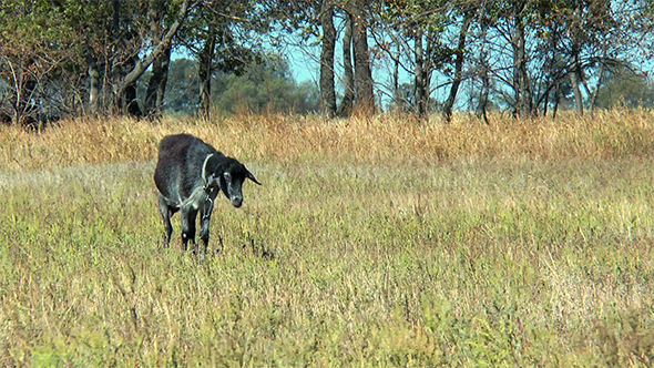 Black Goat on a Leash