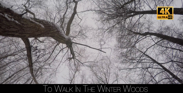 To Walk In The Winter Woods 3 alt