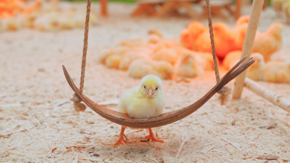 Small Chicks Play And Relax In The Paddock alt