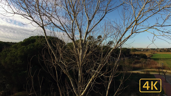 Deciduous Tree without Leaves in Winter 4K alt