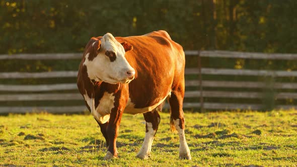 A brown cow on a pasture drenched in the setting sun.