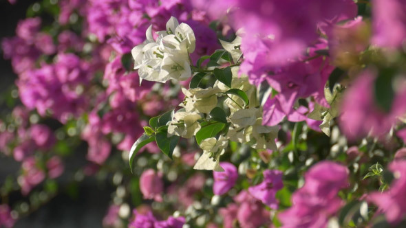 White Bougainvillea alt