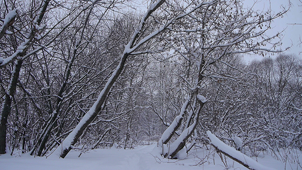 Winter Forest 2