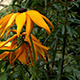 Yellow Flowers in the Home Garden Yellow Flowers in the Home Garden - VideoHive Item for Sale
