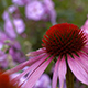 Purple Giant Flower Purple Giant Flower - VideoHive Item for Sale