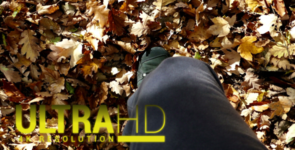 Walking Through the Leaves Noise alt