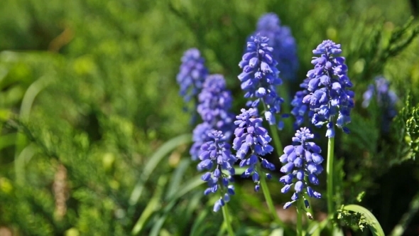 Muscari Flowers. Deep Blue Flowers On Green Natural Background. Sunny Summer Morning In Garden.
