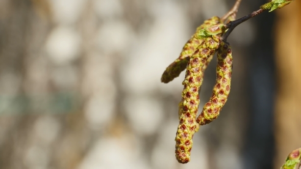 Birch Burgeon in The Wind alt