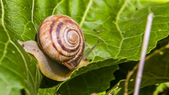 Snail Creeps On a Leaf