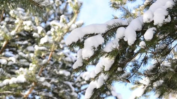 Snow-covered Fir Branches Against  Blue Sky