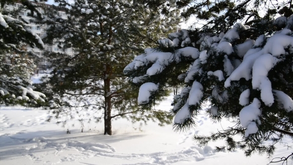 Snow-covered Fir Trees In Winter Forest