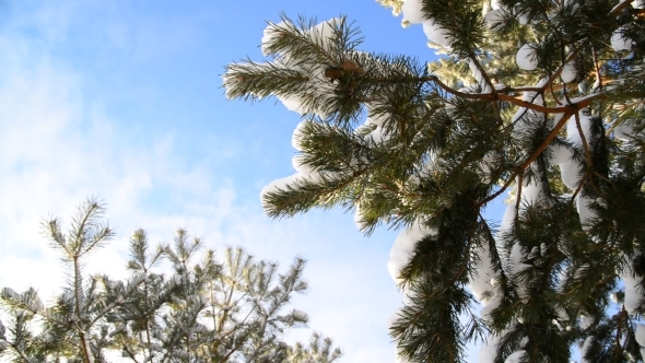 Snow-covered Fir Branches Against  Blue Sky