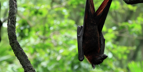 Bat Hanging Upside Down