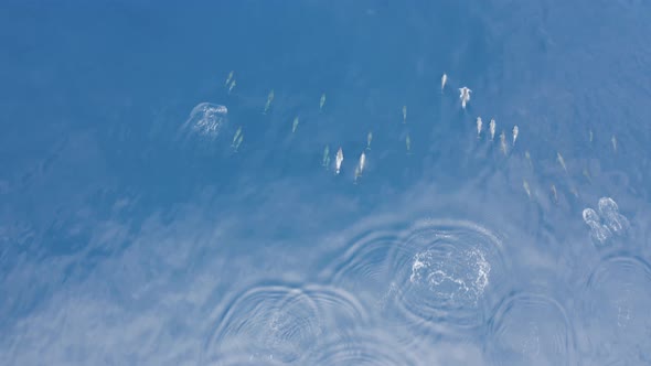 Aerial view of dolphins in open water at Reunion Island. alt