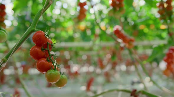 Man Farm Worker Picking Tomatoes in Sunny Greenhouse Monitoring Cultivation alt