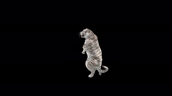 White Tiger Dancing 4K alt