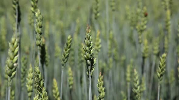 Barley with ladybirds in summer alt