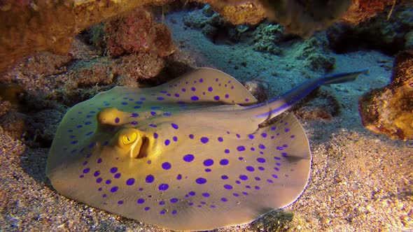 Underwater Colorful Bluespotted Stingray, Stock Footage | VideoHive