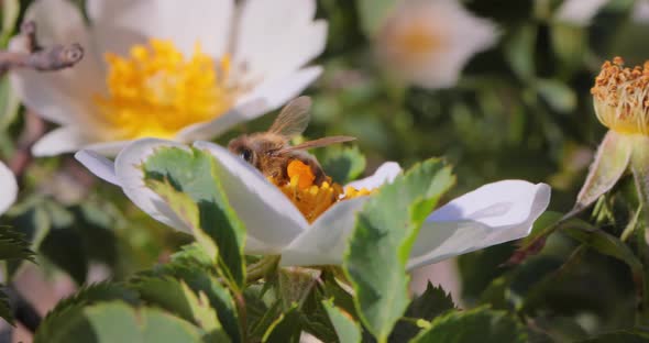 Bee Pollinating and Collects Nectar From the Flower of the Plant alt