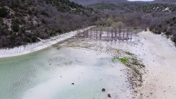 Swamp cypress trees alt