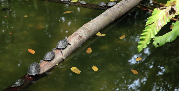 River Turtles