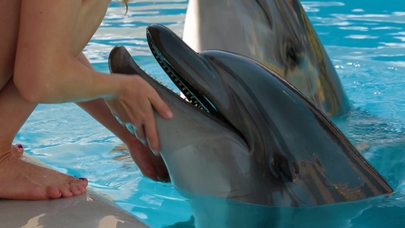 Young Girl Petting Dolphin