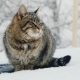 Cat Meets The Winter - VideoHive Item for Sale