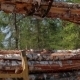 Logging Truck At Lumber Mill Loaded With Logs - VideoHive Item for Sale