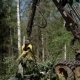 A Specialized Feller Buncher Saws Tree Trunk. - VideoHive Item for Sale