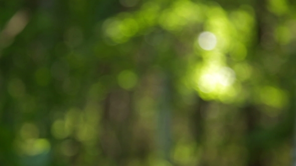 Rack Focus To The Tall Forest Trees  alt