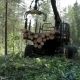 Feller Buncher Loaded With Trees - VideoHive Item for Sale