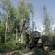Forest Harvester In Action - Cutting Down Tree - VideoHive Item for Sale