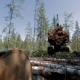 Feller Buncher Drives Through a Clearing In Forest - VideoHive Item for Sale