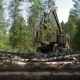 Feller Buncher Drives Through Clearing In Forest - VideoHive Item for Sale