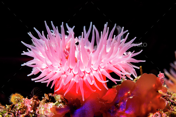 Red sea anemone on reef - Stock Photo - Images