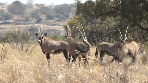 Gemsbok or known as Oryx standing in the African bush. alt