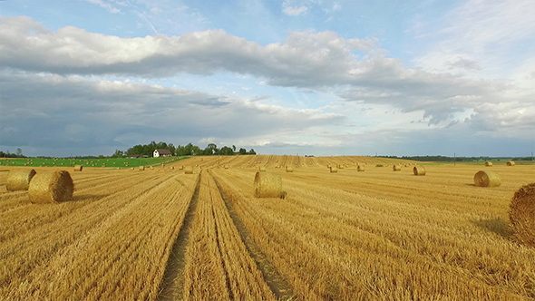 Hay Roll Field