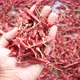 Top View of Dried Peppers on Hand - VideoHive Item for Sale