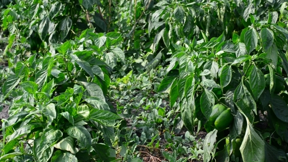 Green Young Peppers Growing in  Field or Plantation