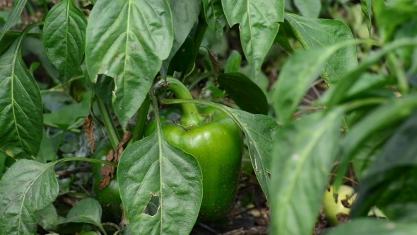 Green Young Peppers Growing In  Field Or Plantation